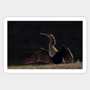 Bathing in the light - Anhinga Sticker